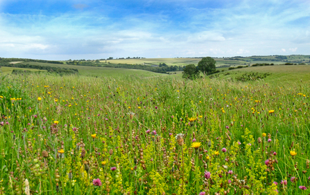 Red Hill Lincolnshire Wolds