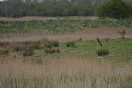 Lapwings displaying at Gibraltar Point (Jim Shaw)