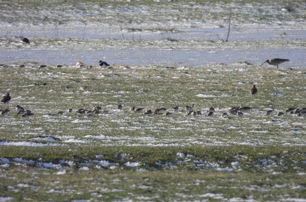 Dunlin (c) Garry Wright