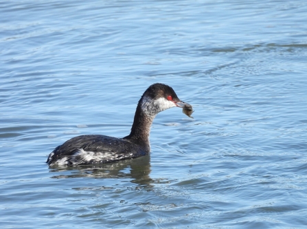 Slavonian Grebe (c) Garry Wright