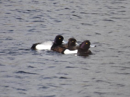 Three lesser scaup