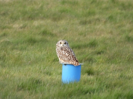 Short-eared owl