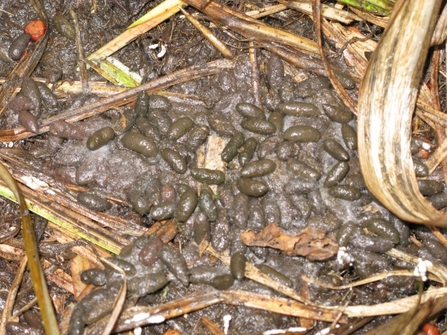 The water vole | Lincolnshire Wildlife Trust