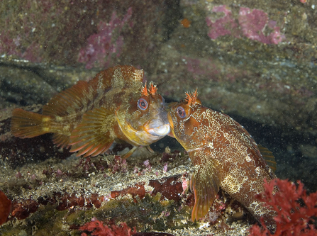 Tompot blennies Benny and Byron confrontation