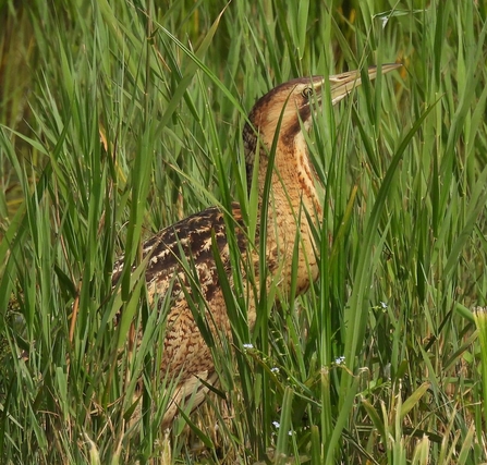 Bittern (c) Garry Wright