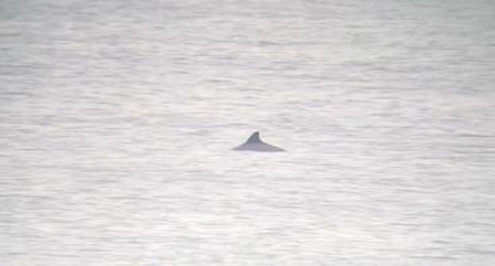 Harbour porpoise (c) Richard Doan