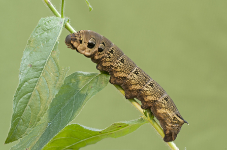 Elephant hawk-moth caterpillar