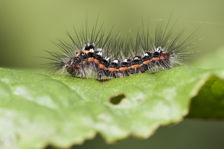 lime green hairy caterpillar