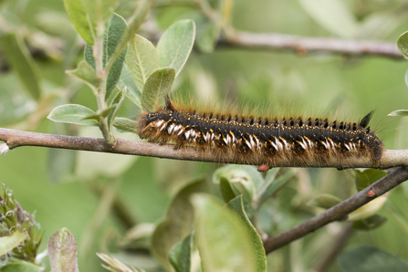 Drinker moth caterpillar