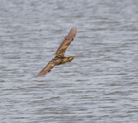 Bittern (c) Garry Wright