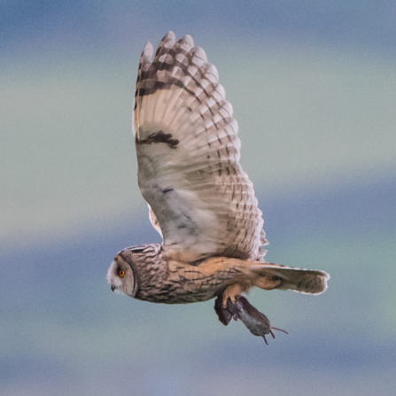 How to identify owls | Lincolnshire Wildlife Trust