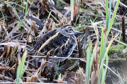 Jack snipe at Huffoft Pit (Garry Wright)