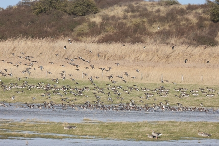 Wigeon on Anderby Marsh (Garry Wright)