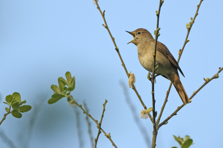 Nightingale (c) Chris Gomersall/2020VISION