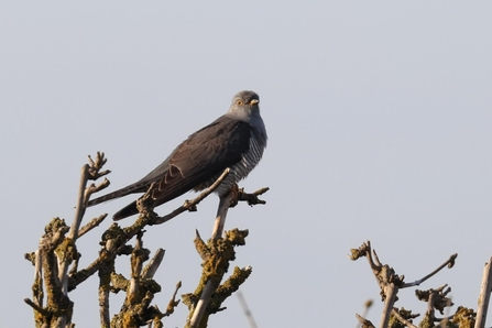 Cuckoo sat on top of a branch (c) Garry Wright