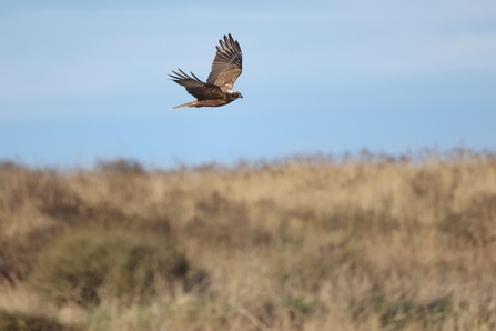 Marsh harrier in flight (c) Garry Wright