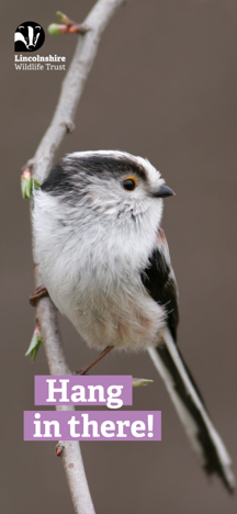 Phone wallpaper of a long tailed tit with text "Hang in there!"