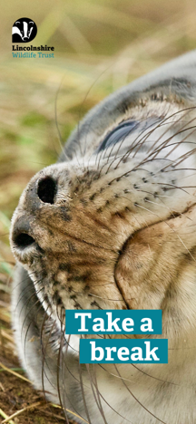 Mobile wallpaper with a sleeping grey seal pup and text "Take a break"