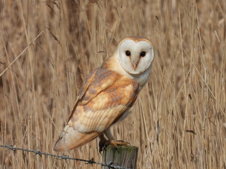 Barn owl (c) Garry Wright