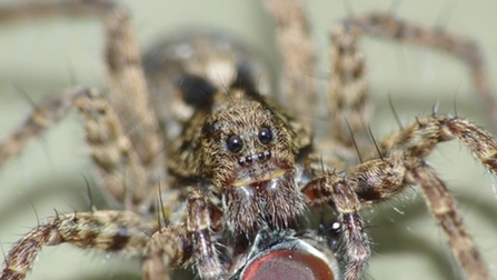 wolf spider