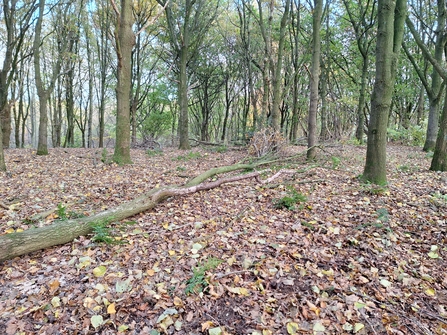 felled tree in Snipe Dales