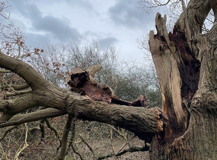 Blasted oak tree at Whisby