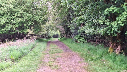 Tunnel effect by trees