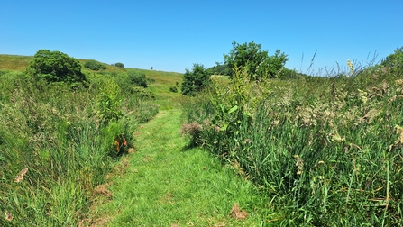 Snipe Dales nature reserve summer long vegetation