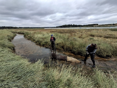 fish surverys on salt marsh in Suffolk