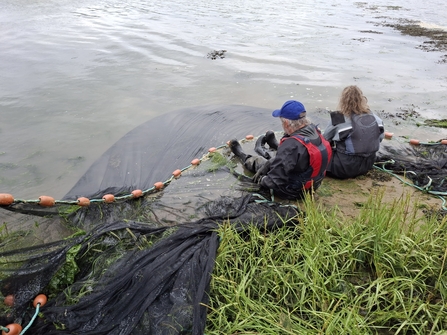 fish surverys on salt marsh in Suffolk