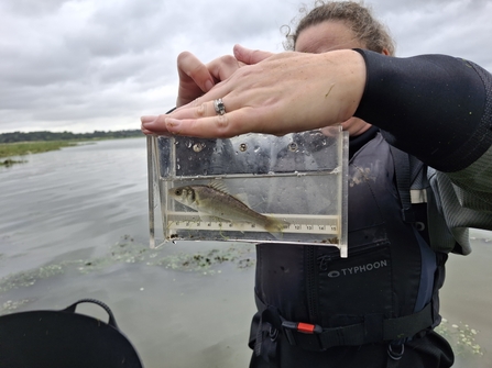 fish caught in fish survey