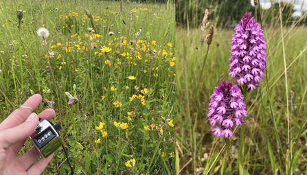 Counting bee and pyramidal orchids at Whisby Nature Park