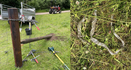 Two photos showing repair work on a wire fence and a grass snake skin found at Whisby Nature Park
