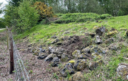 Black rocks at Whisby Nature Park - a favoured basking spot for common lizards