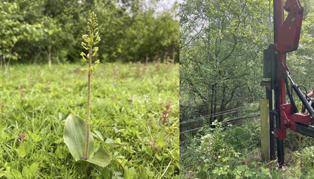 Two photos showing a common twayblade orchid species and post thumper machinery ay Whisby Nature Park