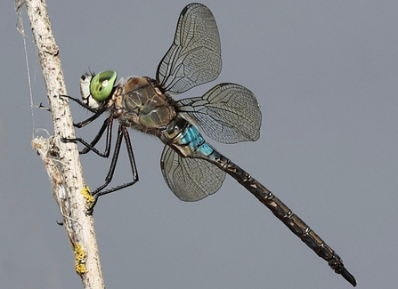 Lesser emperor dragonfly at Whisby Nature Park