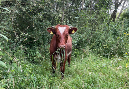 Young cow grazing at Whisby Nature Park