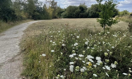 Wild carrots in flower in a small meadow area at Whisby