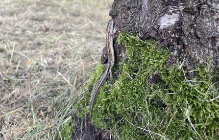 Common lizard on a tree trunk at Whisby