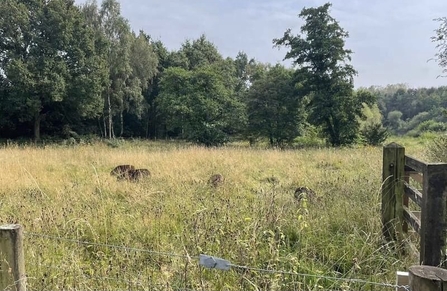 Black Welsh Mountain sheep grazing the Little Heath area at Whisby