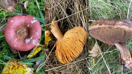 fungi from Gainsborough Area Group's foray