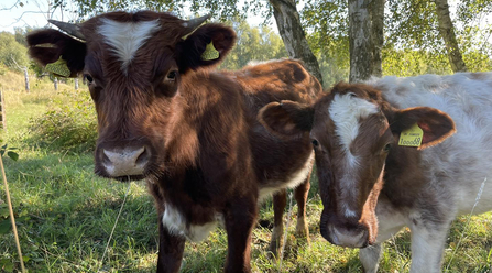 Two cows on the Grazing Marsh on Magpie Walk at Whisby for the winter