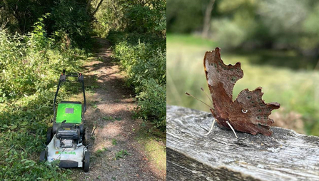 Double image showing a mower on a path verge at Whisby and a comma butterfly