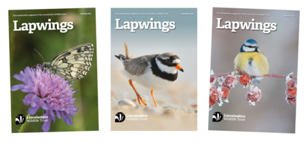 Covers of three issues of Lapwings mangazine