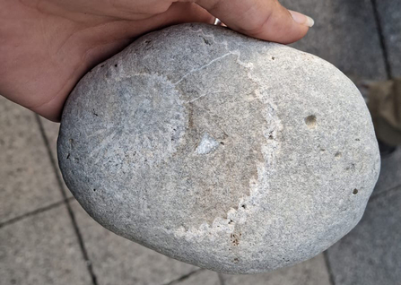 Fossil found by Marine Intern Kiera at Spurn Point