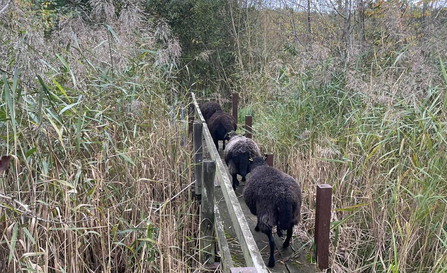 Sheep crossing bridge at Whisby to explore winter grazing