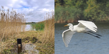 Water levels in reedbeds at Whisby and a great white egret