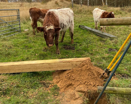 Inquisitive cow with others in background watching gatepost repair work at Whisby