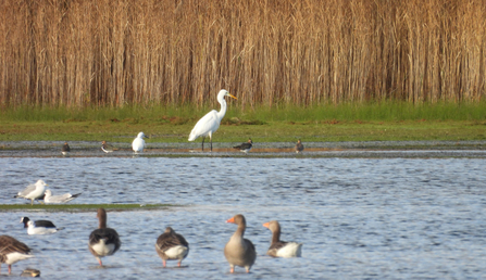 Little egret and great white egret side by side at Whisby