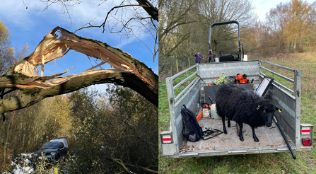 Dual picture of a tree at Whisby damaged by snow and a sheep investigating the wardens' trailer